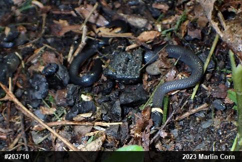 Northern Ring-necked Snake