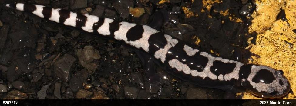 Marbled Salamander