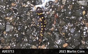 Spotted Salamander