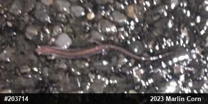Eastern Red-backed  Salamander
