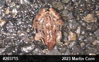 Wood Frog