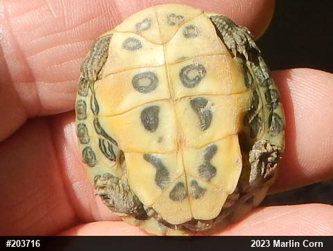 Red-eared Slider