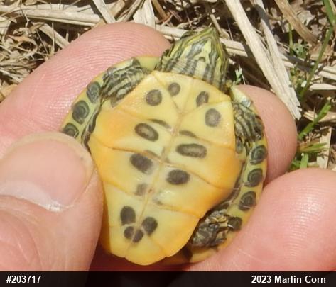 Red-eared Slider