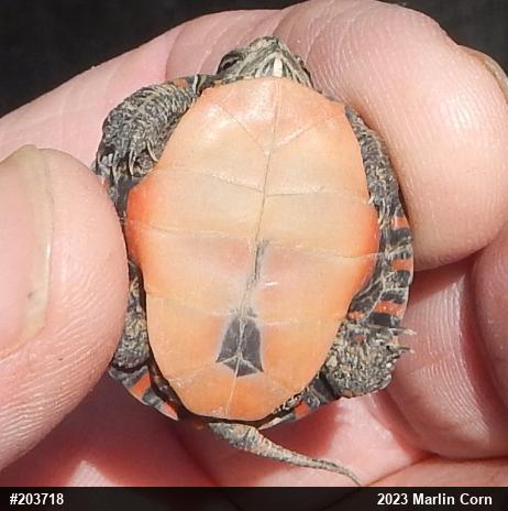 Painted Turtle