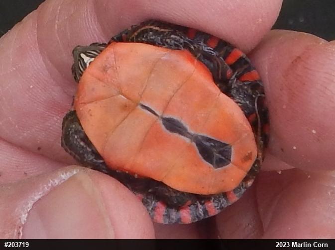 Painted Turtle
