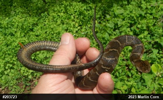 Northern Watersnake