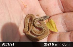 Dekay's Brownsnake