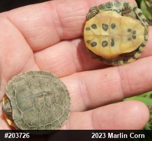 Red-eared Slider