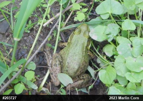 Green Frog