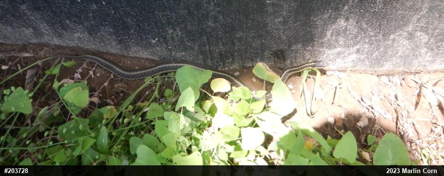 Eastern Gartersnake