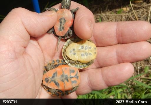 Painted Turtle