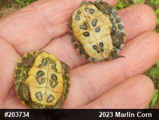 Red-eared Slider