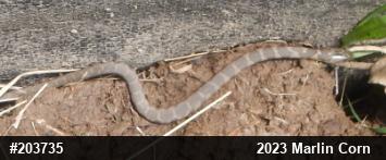 Northern Watersnake