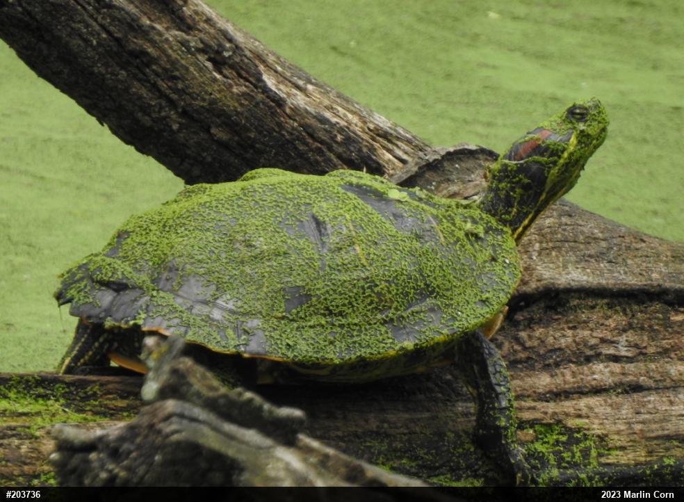 Red-eared Slider