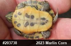 Red-eared Slider