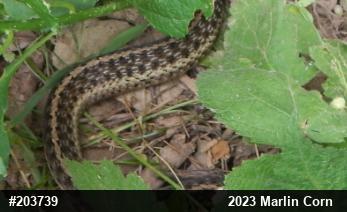 Eastern Gartersnake