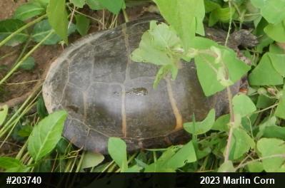 Painted Turtle