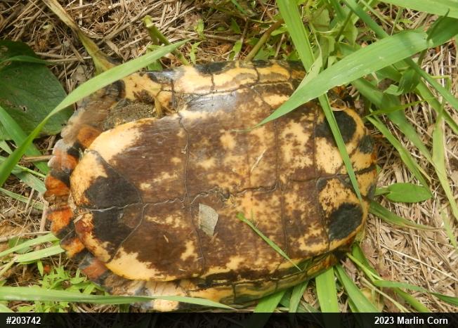 Pond Slider