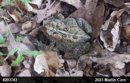 Eastern American Toad