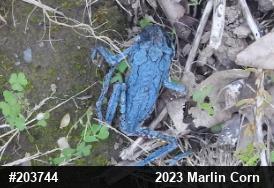 Unknown Gray Treefrog