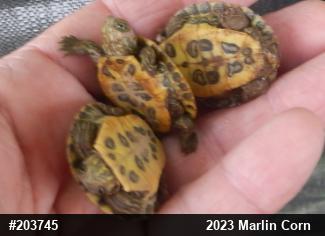 Red-eared Slider