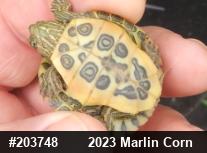 Red-eared Slider