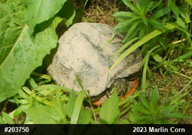 Red-eared Slider
