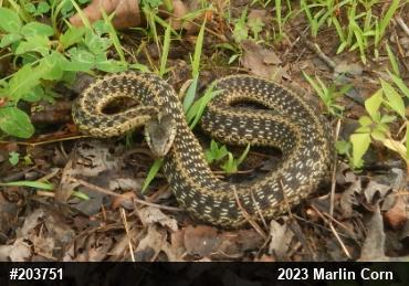 Eastern Gartersnake