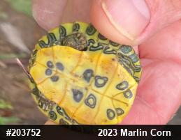 Red-eared Slider
