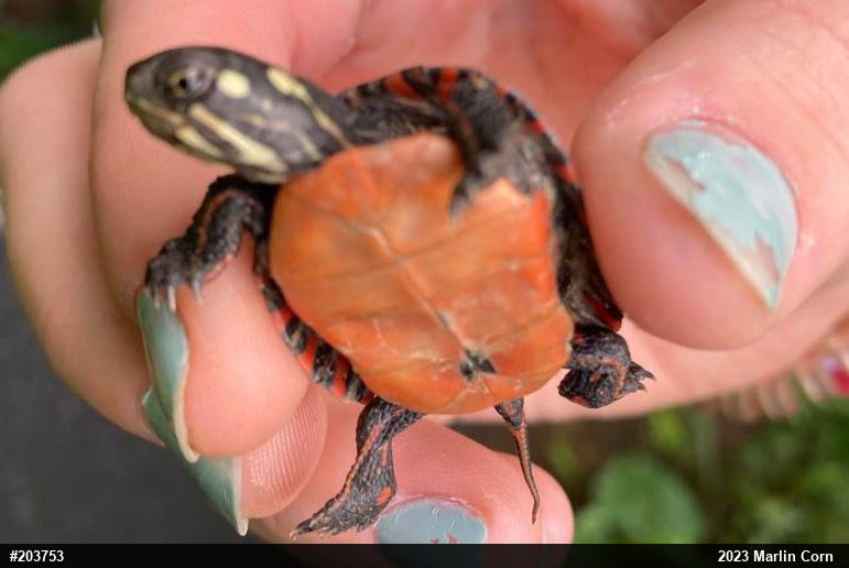 Painted Turtle