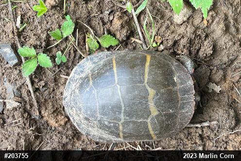 Eastern Painted Turtle