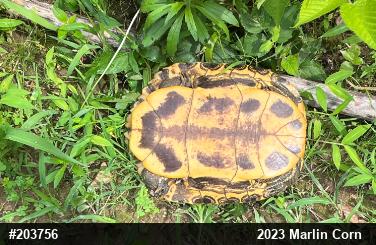 Red-eared Slider