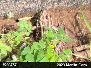Pickerel Frog