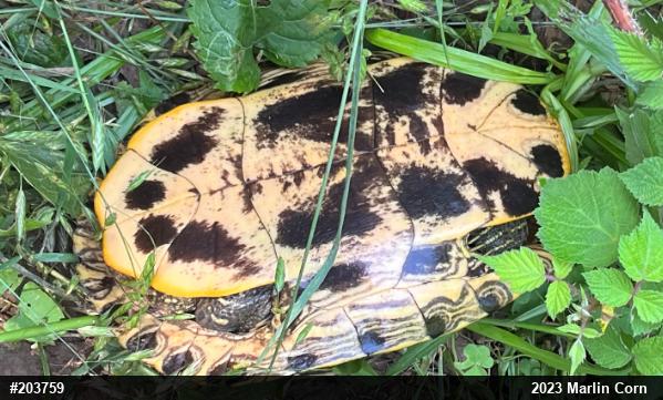 Red-eared Slider