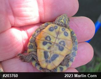 Red-eared Slider