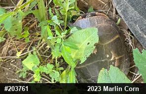 Eastern Painted Turtle