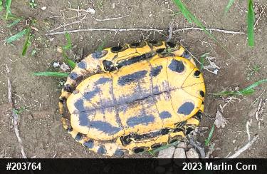 Red-eared Slider