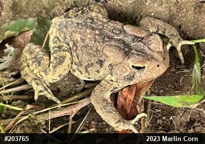 Eastern American Toad