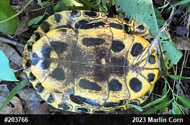 Red-eared Slider