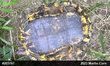 Pond Slider