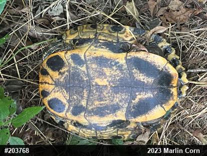 Red-eared Slider