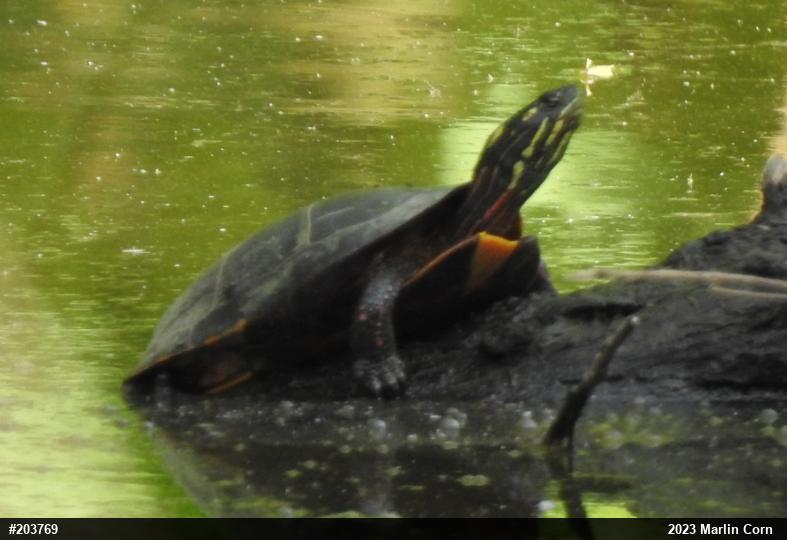 Painted Turtle