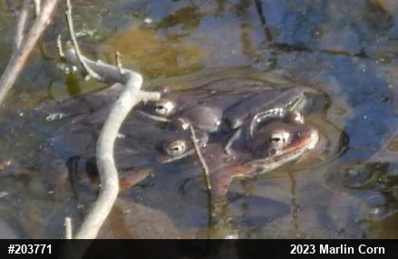 Wood Frog