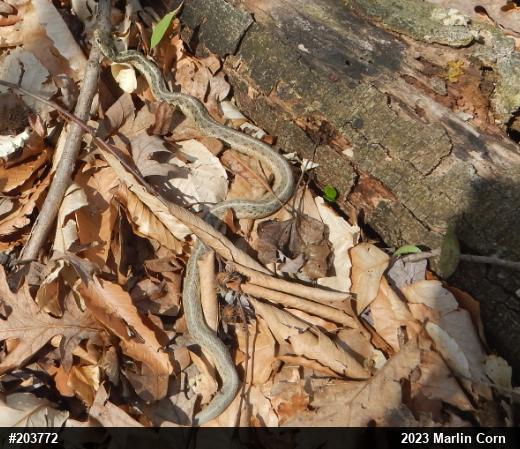 Eastern Gartersnake