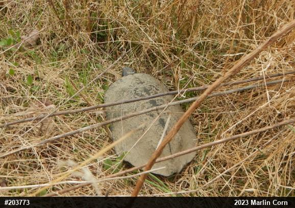 Wood Turtle