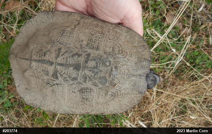Wood Turtle