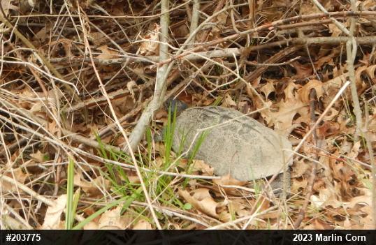Wood Turtle