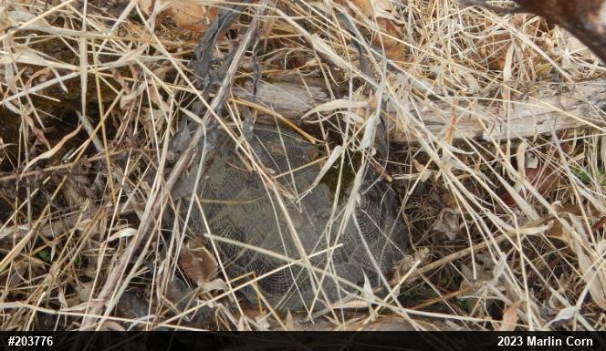 Wood Turtle