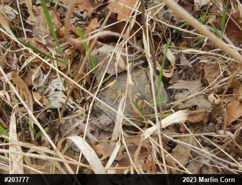 Eastern Box Turtle
