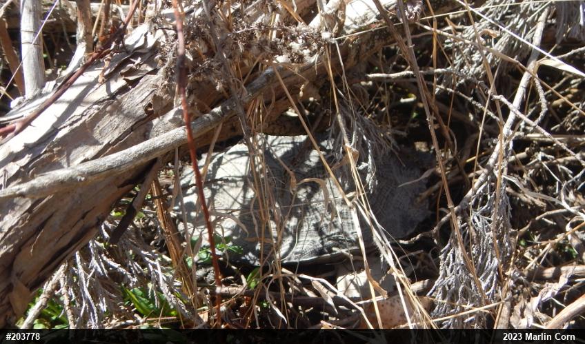Wood Turtle